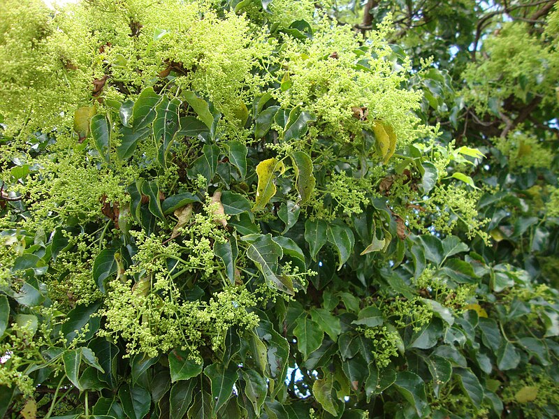 File:Bischofia javanica flowering.jpg