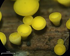 Bisporella citrina 1.jpg