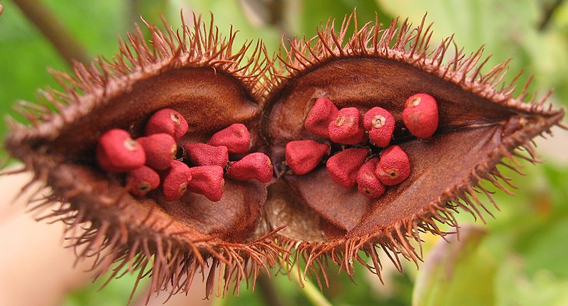 File:Bixa orellana fruit open.jpg