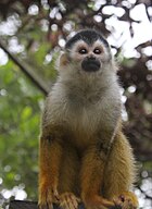 Black-crowned Central American squirrel monkey, Saimiri oerstedii oerstedii.jpg