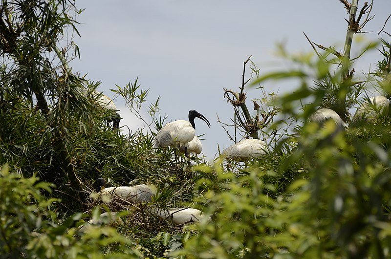 File:Black-headed ibis (Threskiornis melanocephalus) from Ranganathittu Bird Sanctuary JEG3983.JPG