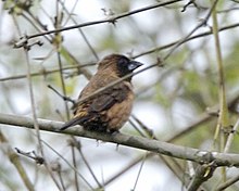 Munia à gorge noire (Lonchura kelaarti) .jpg