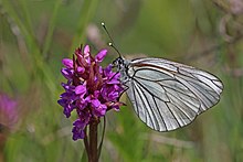 Schwarz geäderte weiße (Aporia crataegi) männliche Unterseite.jpg