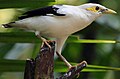 Black-winged starling