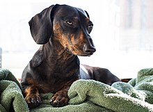 black and brown miniature dachshund