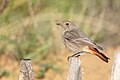 * Nomination A female black redstart (Phoenicurus ochruros) in Saint-Jean-de-Monts, France. --Alexis Lours 23:44, 9 January 2024 (UTC) * Promotion  Support Good quality. --Plozessor 05:42, 10 January 2024 (UTC)