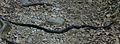 Black snake on the Pine Meadow Lake Trail