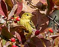 Image 102Blackpoll warbler amid flowering dogwood leaves in Green-Wood Cemetery