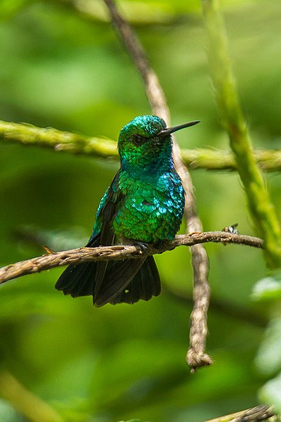 File:Blue-tailed Emerald - Ecuador S4E0715.jpg