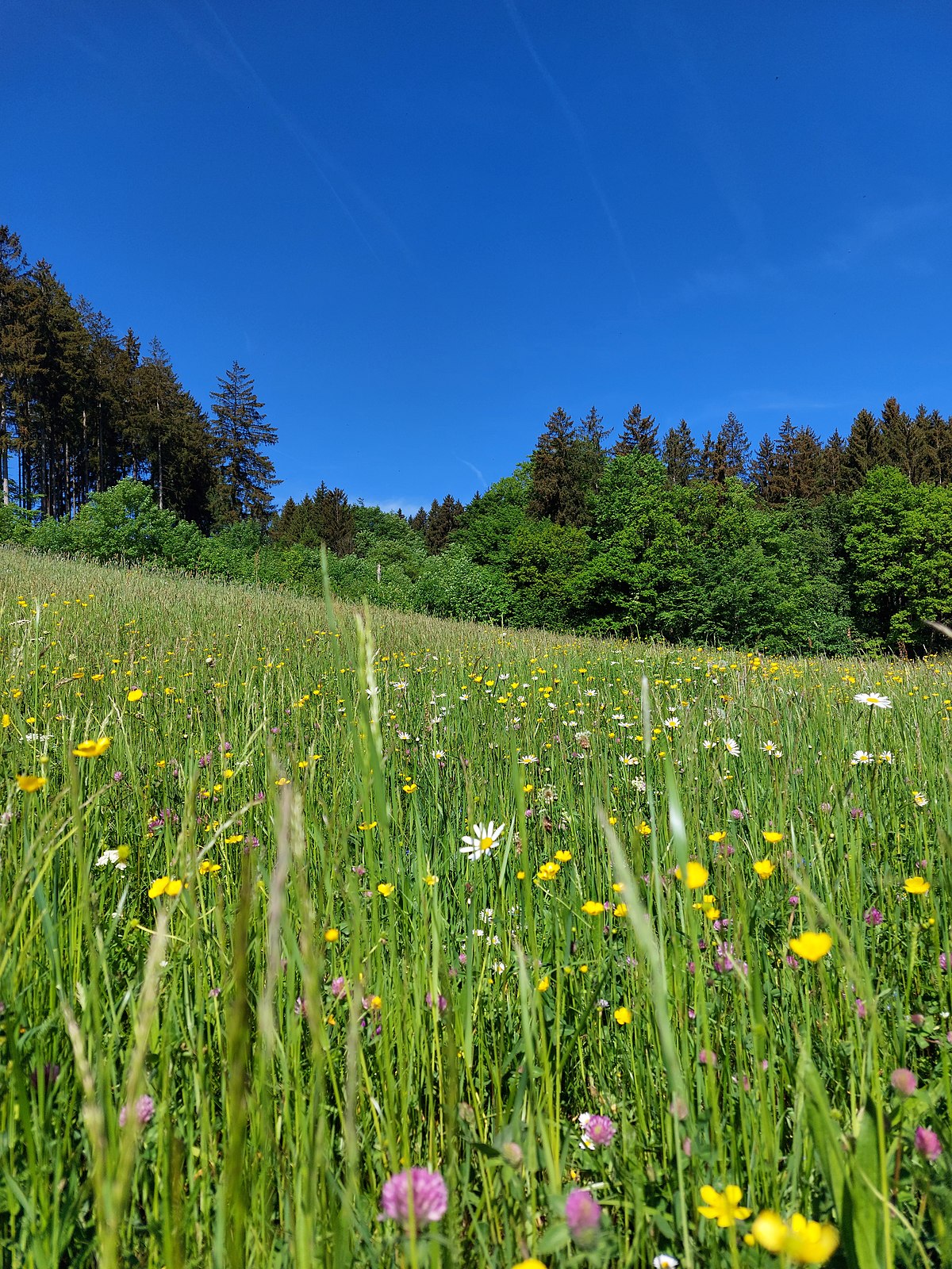 Blumenwiese hintergrund