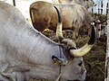 Boškarin, detail of a specimen with horns relatively medium-sized.