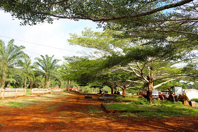 File:Boulevard du village Ndanga.jpg