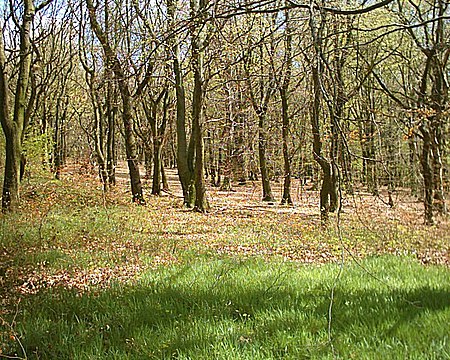 Bowden Housteads Woods 02 05 06