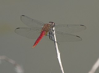 <i>Brachymesia furcata</i> Species of dragonfly