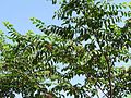 Breynia vitis idaea-1-yelagiri-vellore-India.jpg