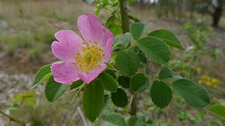 Briar Rose in flower (6498552641).jpg