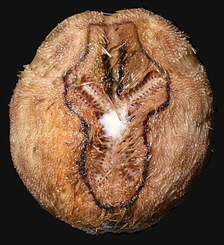 <i>Brissopsis luzonica</i> Species of sea urchin