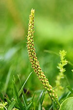 Broadleaf plantain spike Broadleaf Plantain Spike.jpg