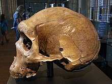 Cast of Kabwe 1 at the Natural History Museum, London Broken Hill skull 04.jpg