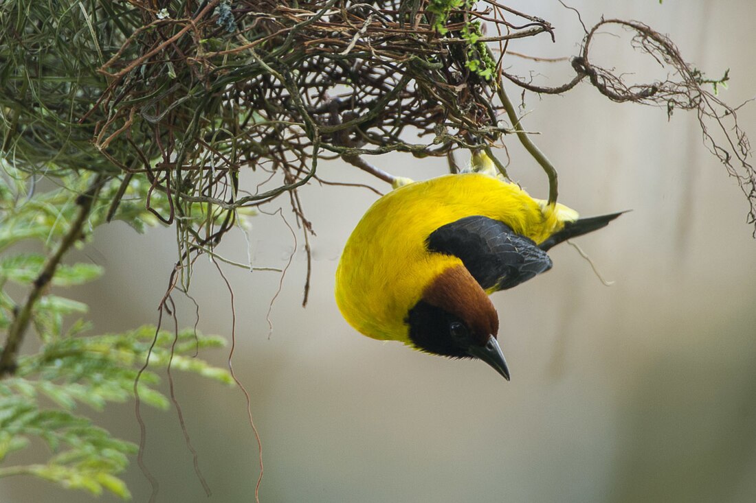 Brown-capped weaver