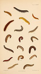 Figs 35, 5a, 5b 5c larvae after final moult (X. togata larvae after final moult 6, 6a, 6b 6 c) Buckler W The larvae of the British butterflies and moths PlateLXXXIV.jpg