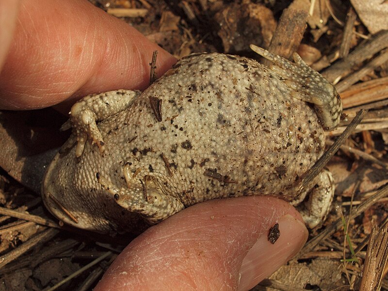 File:Bufo calamita 20110425 5.jpg