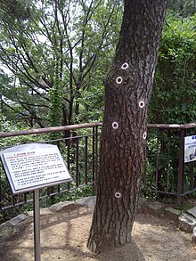 Bukaksan pine tree with bulletholes marked.jpg