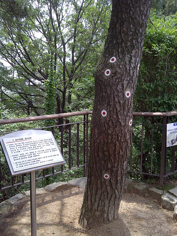 Bukaksan pine tree with bulletholes marked