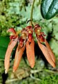 Bulbophyllum albociliatum var. shanlinshiense