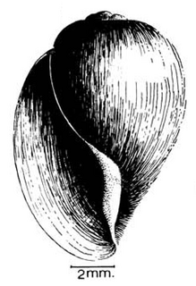 <i>Bulinus globosus</i> species of mollusc