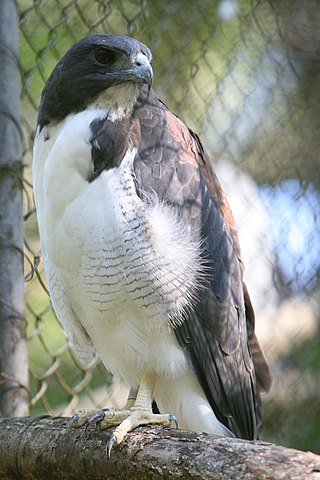 <span class="mw-page-title-main">White-tailed hawk</span> Species of bird