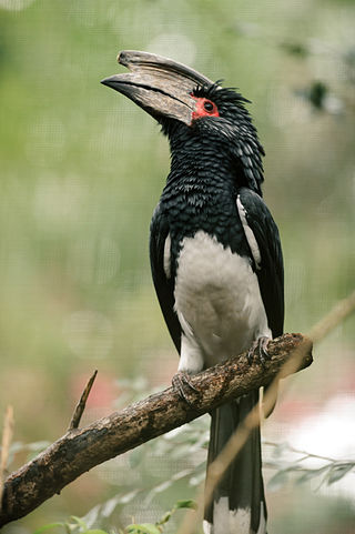 <span class="mw-page-title-main">Trumpeter hornbill</span> Species of bird