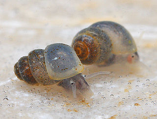 <i>Bythinella austriaca</i> Species of gastropod