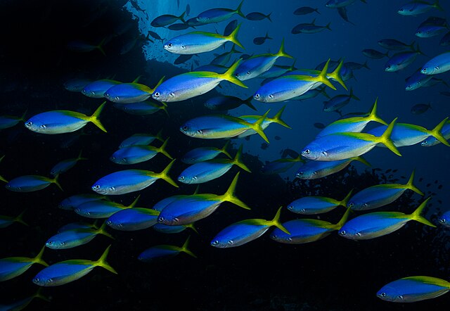 Златно-плава риба стрелац (лат. ), из реда гргечки, у тропским водама Океаније (територија државе Фиџи)