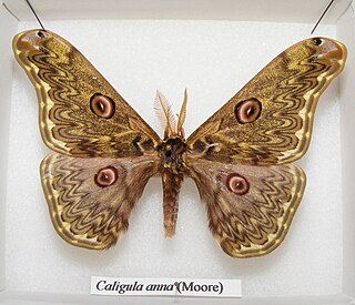 <i>Caligula anna</i> Species of moth