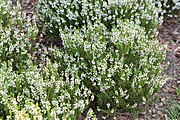 Calluna vulgaris 'Alba Plena' kz01.jpg