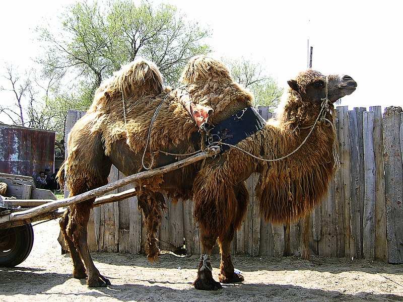 File:Camel Urda.jpg