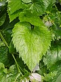 Leaf in Bupyung, Korea