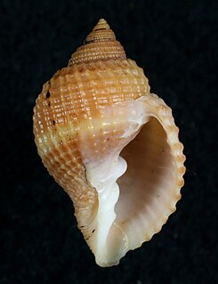 <i>Cancellaria decussata</i> species of mollusc