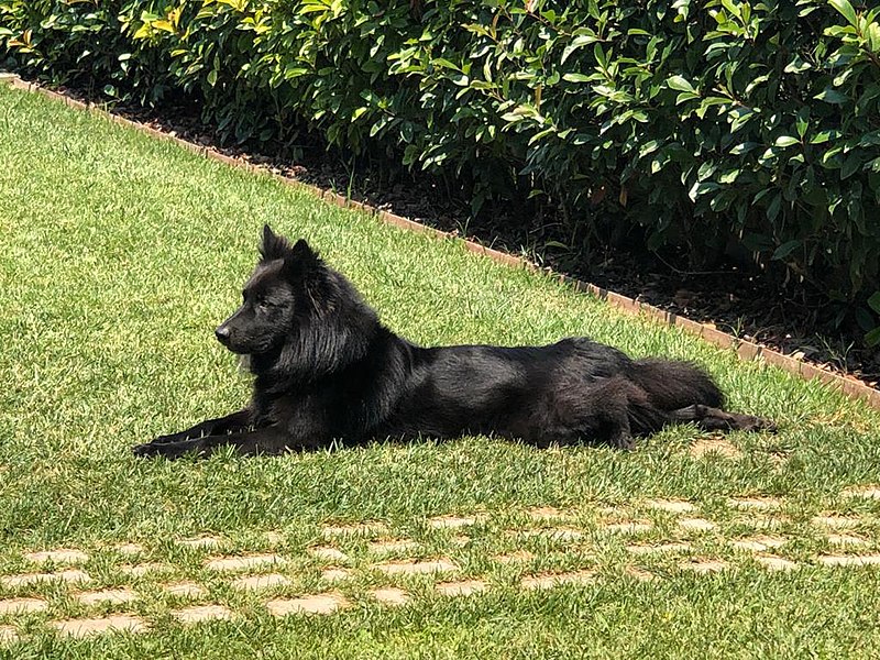 File:Cane lupo del gigante.jpg