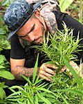 Thumbnail for File:Cannabis in Colombia company Founder Manolo Rivera.jpg