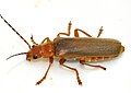 Cantharis rufa WP - (kerbtier.de: Art sicher) Category in Commons