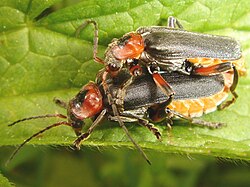 Ketosylkikuoriainen (Cantharis rustica)