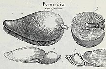 Engraving of Banksia pyriformis (fruit and seed) from Gaertner's 'De Fructibus...' CapturedeFructibus.jpg