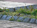 Carduelis carduelis Jilguero europeo