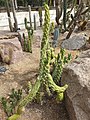 Austrocylindropuntia subulata