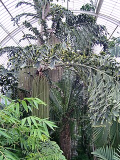 <i>Caryota rumphiana</i> Species of palm