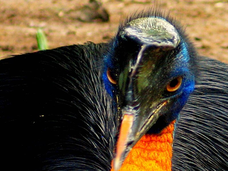 File:Casuarius unappendiculatus -Northern Cassowary -head and crown.jpg