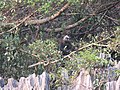 Trachypithecus poliocephalus au Parc National de Cát Bà, Viêt Nam.