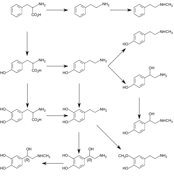 Изображение биосинтеза катехоламинов и следов амина 